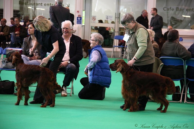 Crufts2011 230.jpg